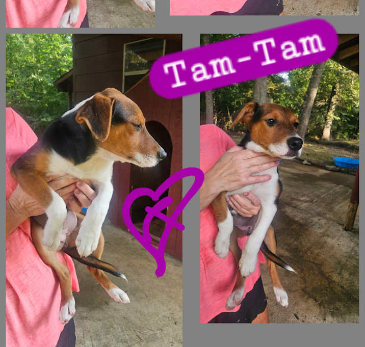 Photo of TAM-TAM