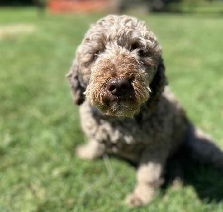 Photo of Sadie