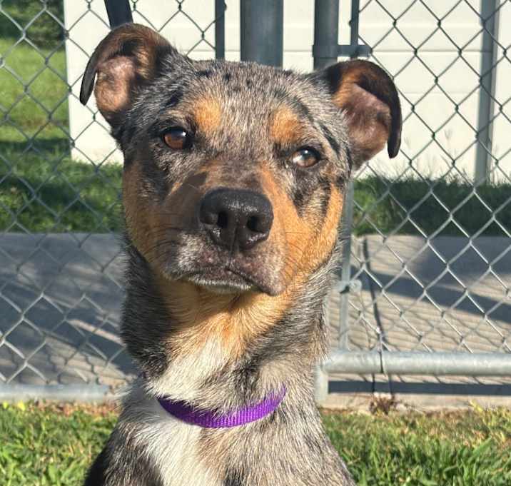 Photo of Cheeseburger