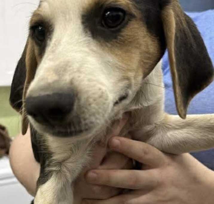 Photo of ADOPTION PENDING Grover