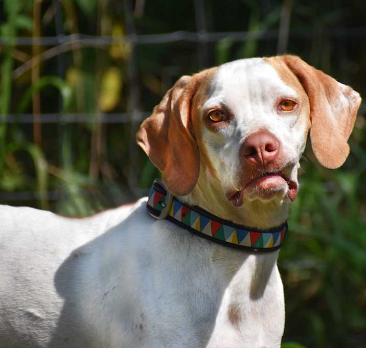 Photo of Mae- Adoption Pending