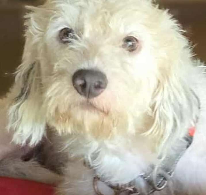 Photo of Al Pawcino