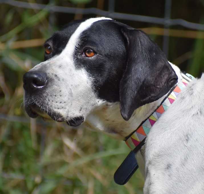Photo of Maggie- Foster Home Needed