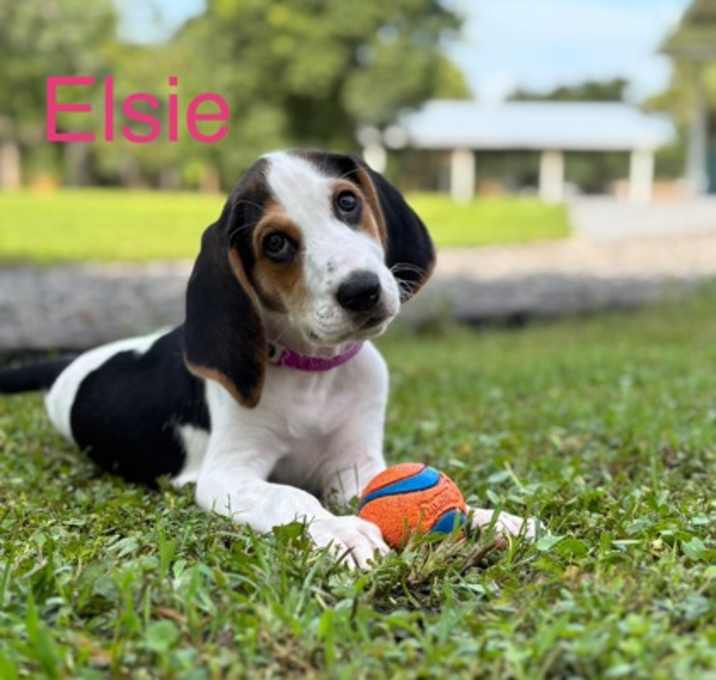 Photo of ELSIE