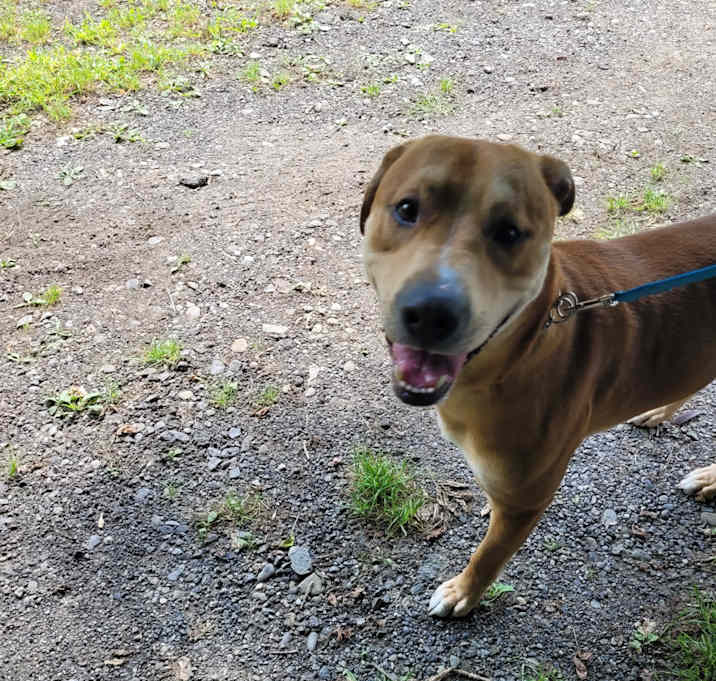 Photo of Barkley