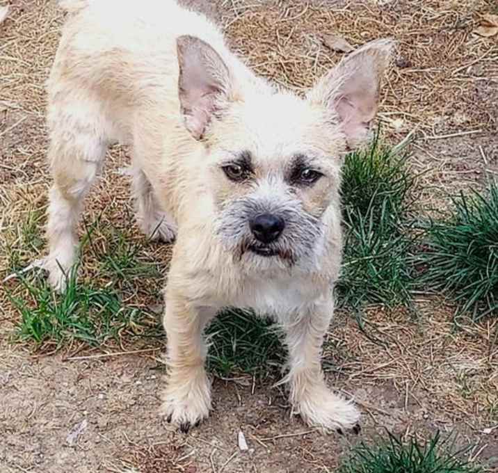Photo of Kenzie a female Cairn Terrier