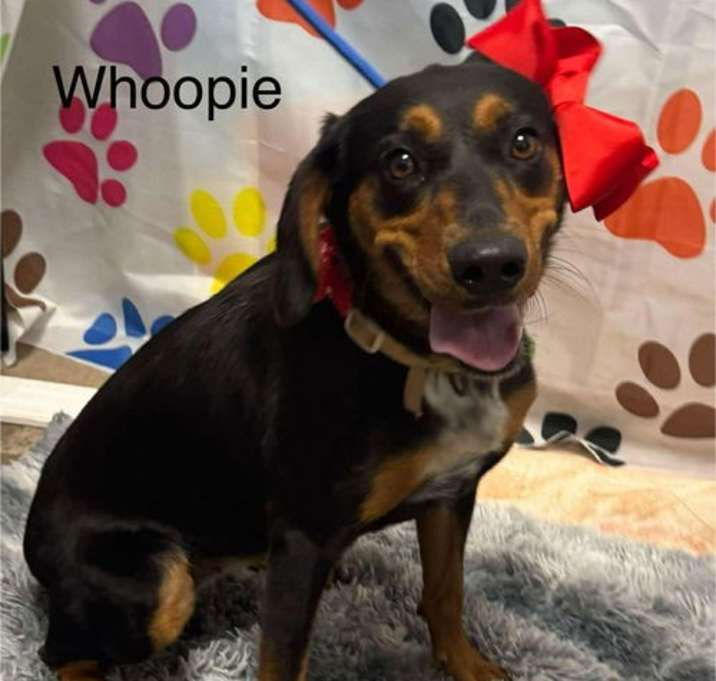 Photo of whoopie