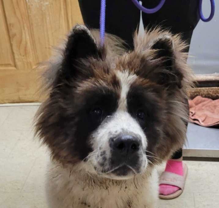 Photo of Snickers