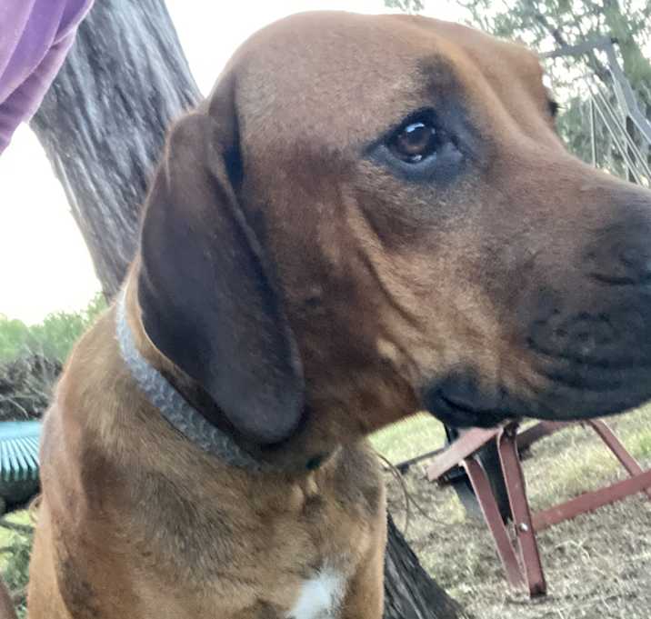 Photo of Cujo