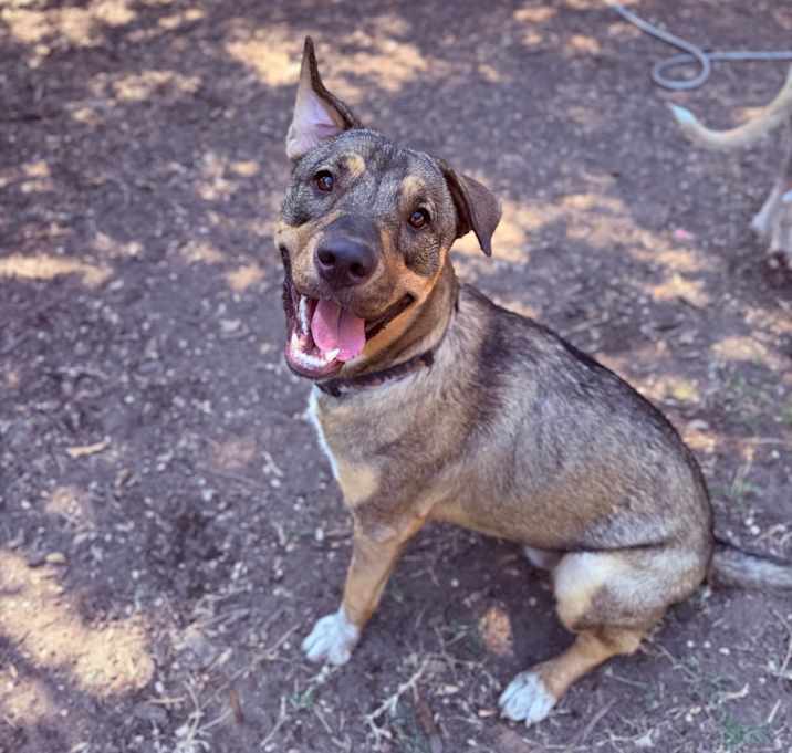 Photo of Sadie