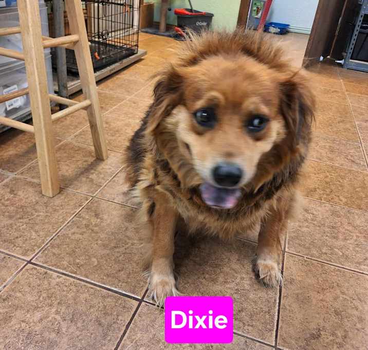 Photo of Dixie