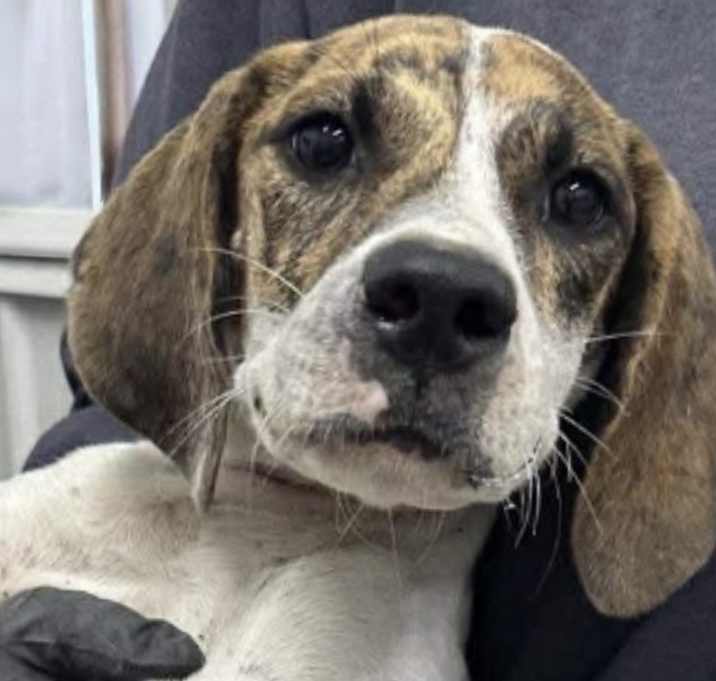 Photo of ADOPTION PENDING Tinka