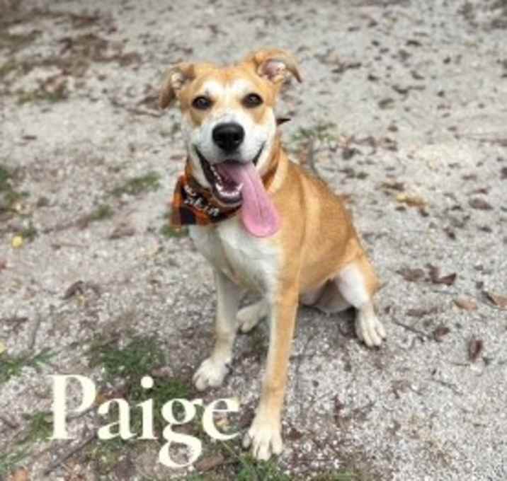 Photo of Paige 33407