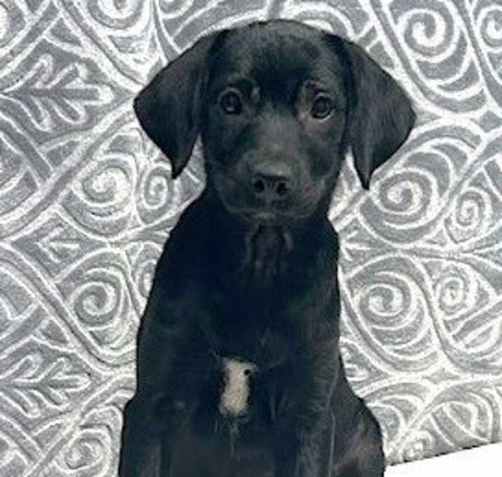 Photo of 251305  Makima