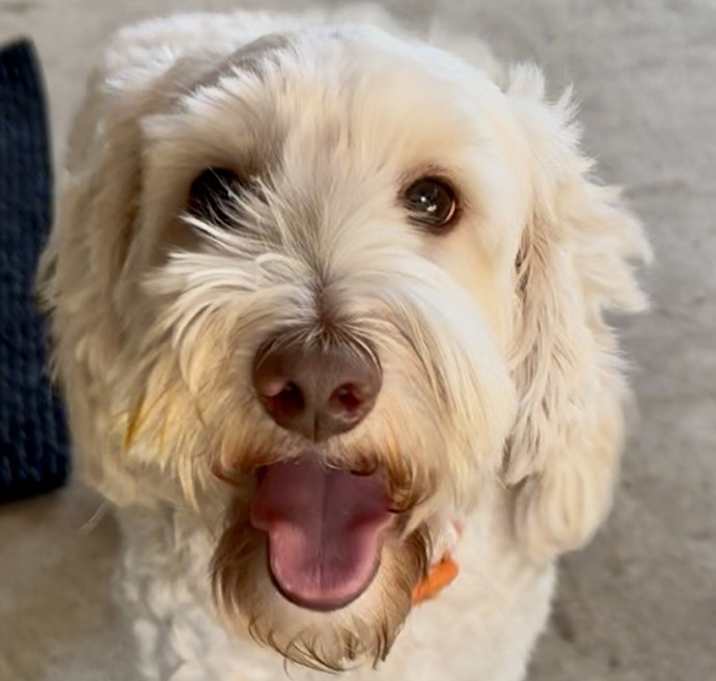 Photo of Kirby