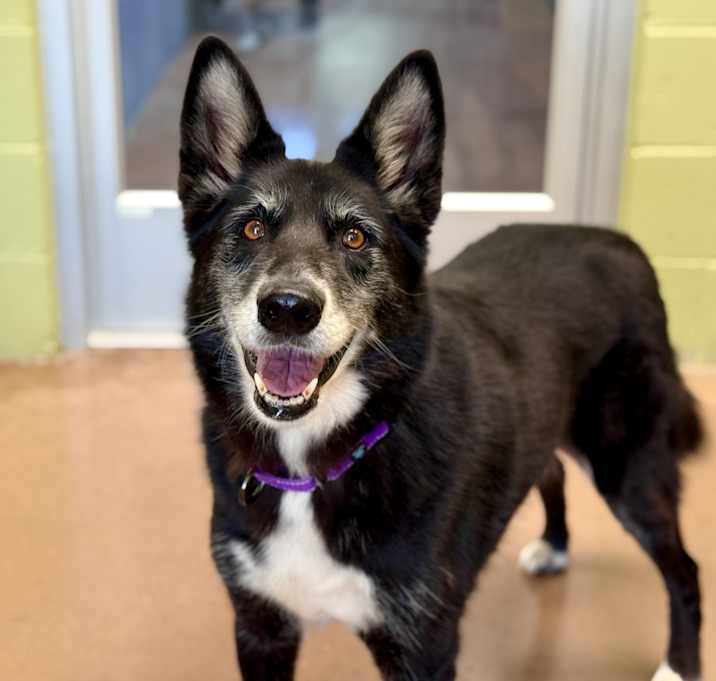 Photo of SCOUT