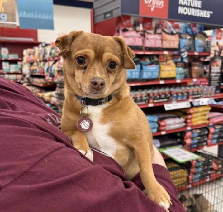 Photo of Manny (bonded with Sandy)