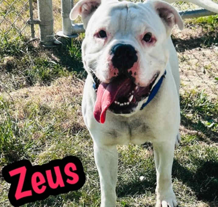 Photo of Zeus