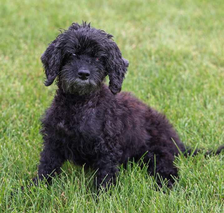 Photo of Emmy (IL) SWEET girl!