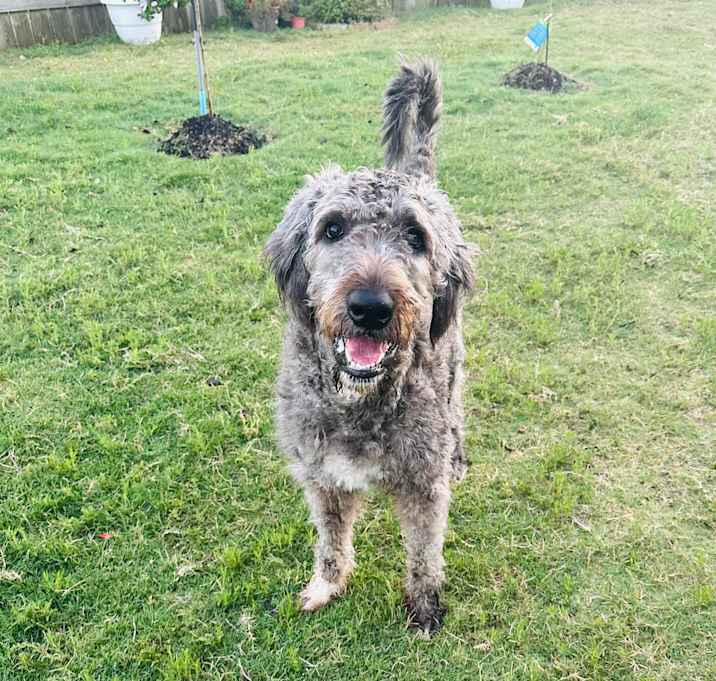 Photo of Rocky