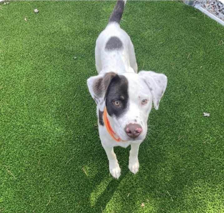 Photo of Diesel