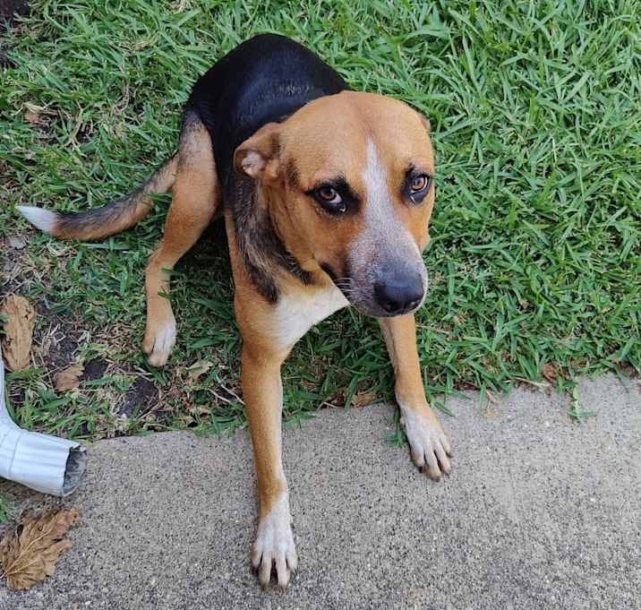 Photo of "Shelby"
