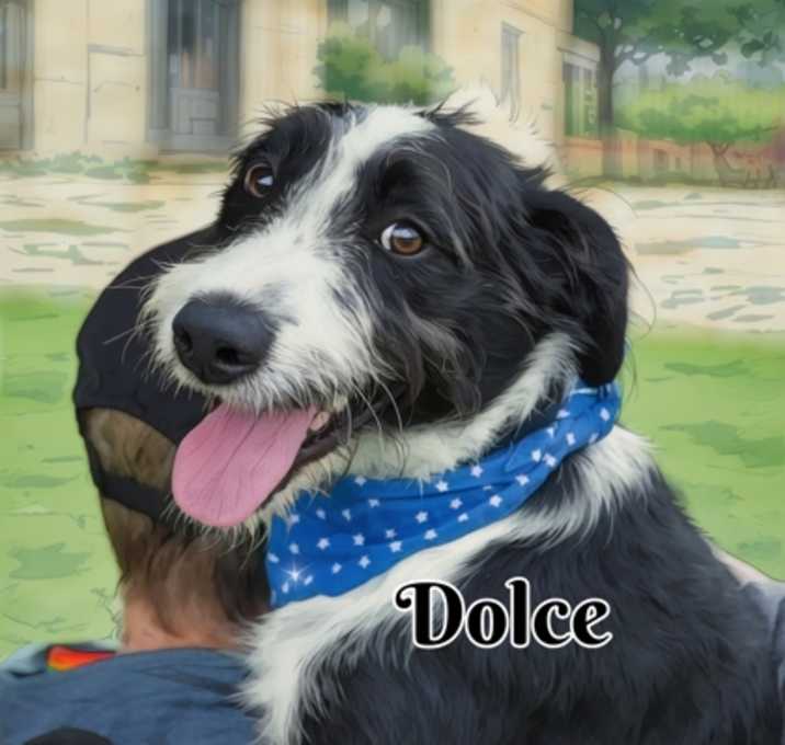 Photo of Dolce