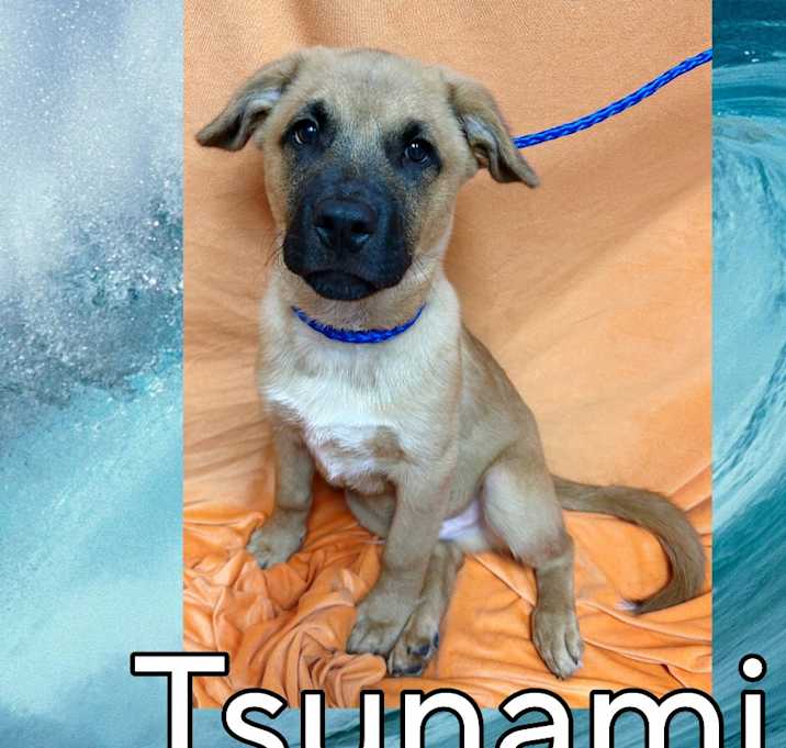 Photo of Tsunami