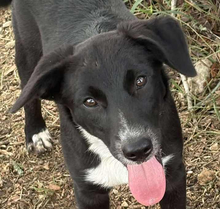 Photo of Bruno
