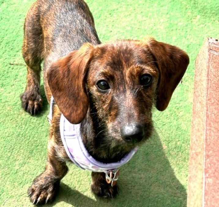 Photo of charlie