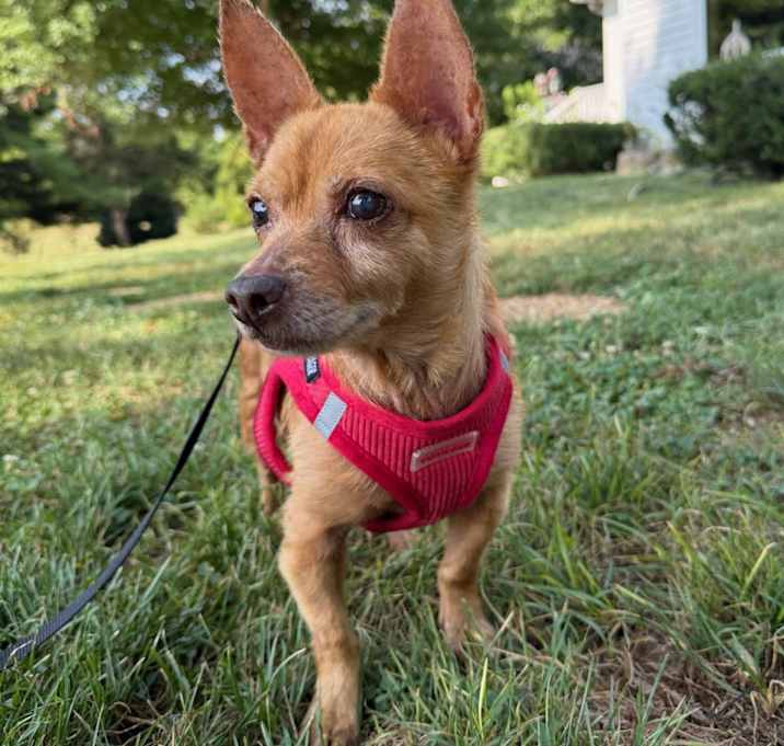 Photo of Johnny (VA) Loves head rubs!