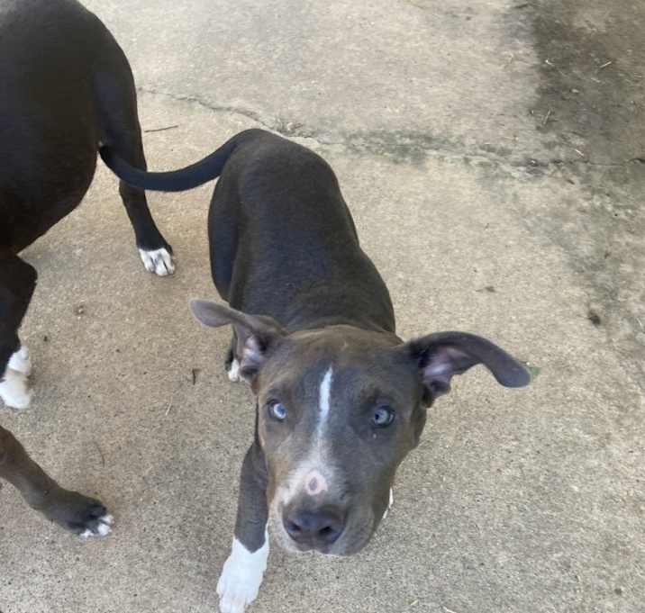 Photo of 2589 Dill Pickle