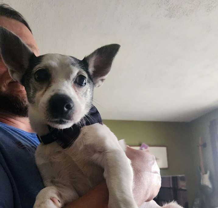 Photo of Daxter in Findlay