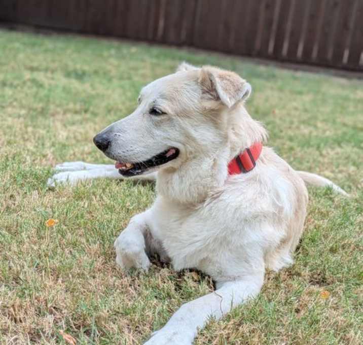 Photo of Luna