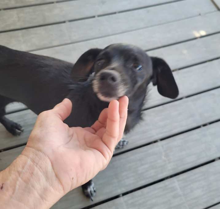 Photo of Morticia/A1038510