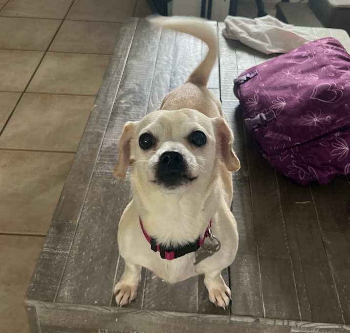 Photo of Molly Bravo