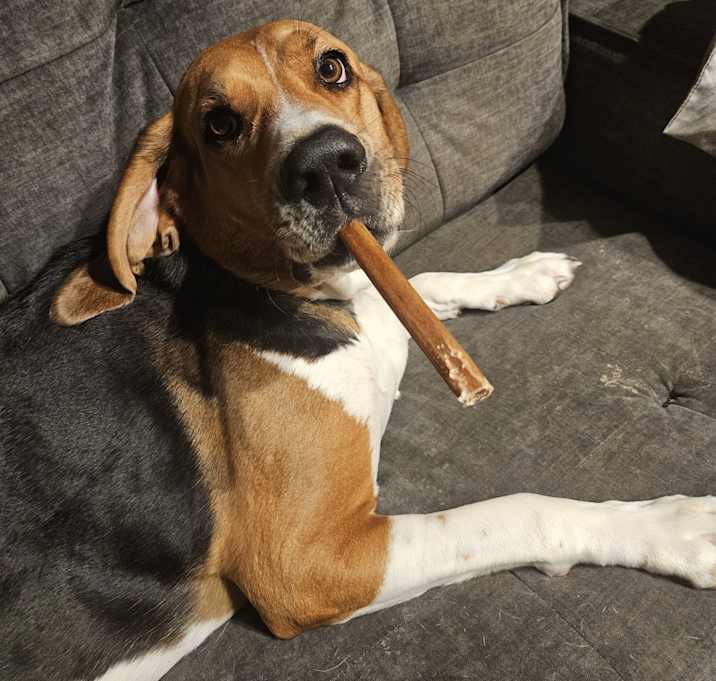 Photo of Hank