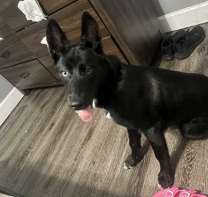 Photo of Luna
