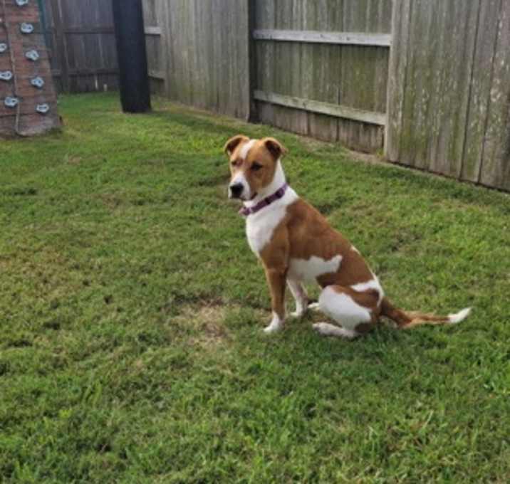 Photo of AVOCADO Foster