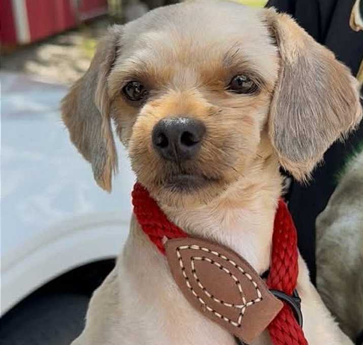 Photo of Nugget