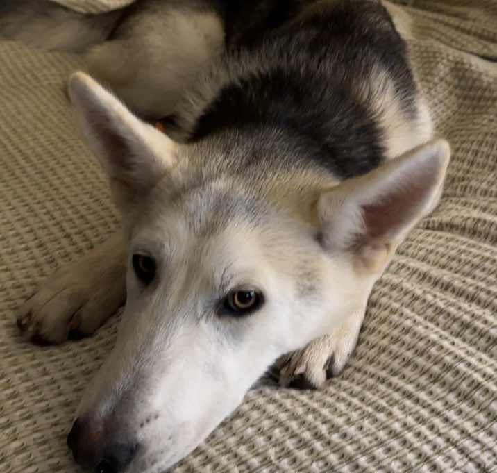 Photo of Archie