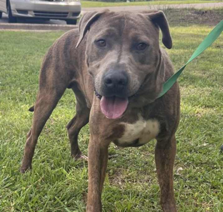 Photo of Idris  A24-717