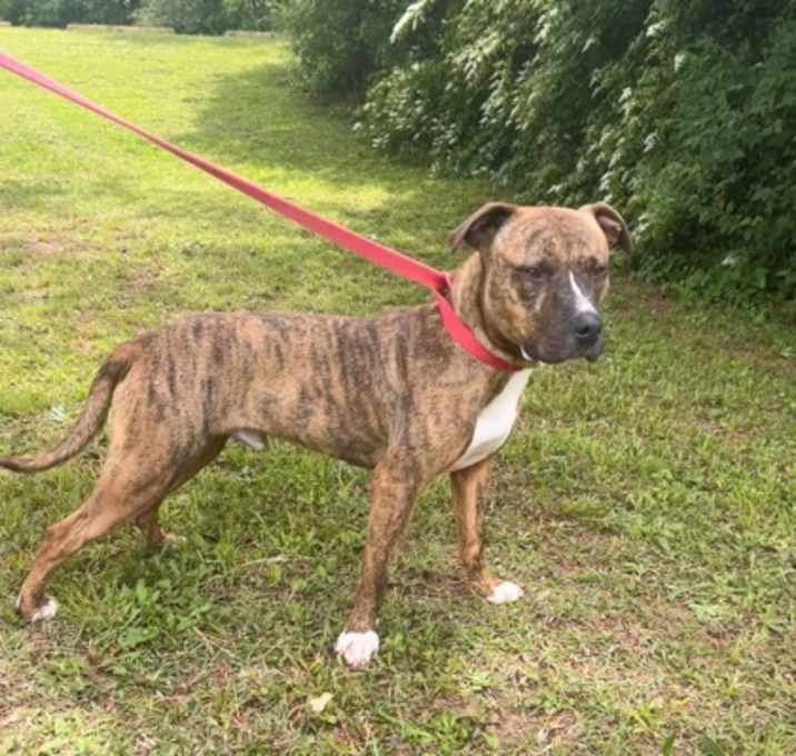 Photo of Sully A24-684