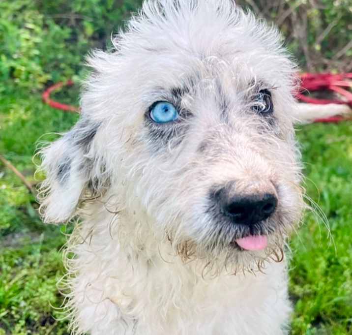 Photo of Sapphire