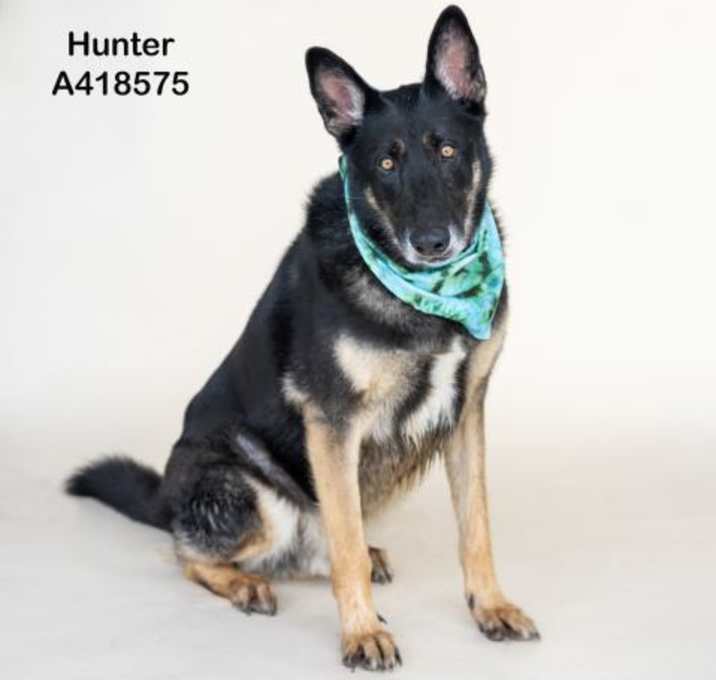 Photo of HUNTER