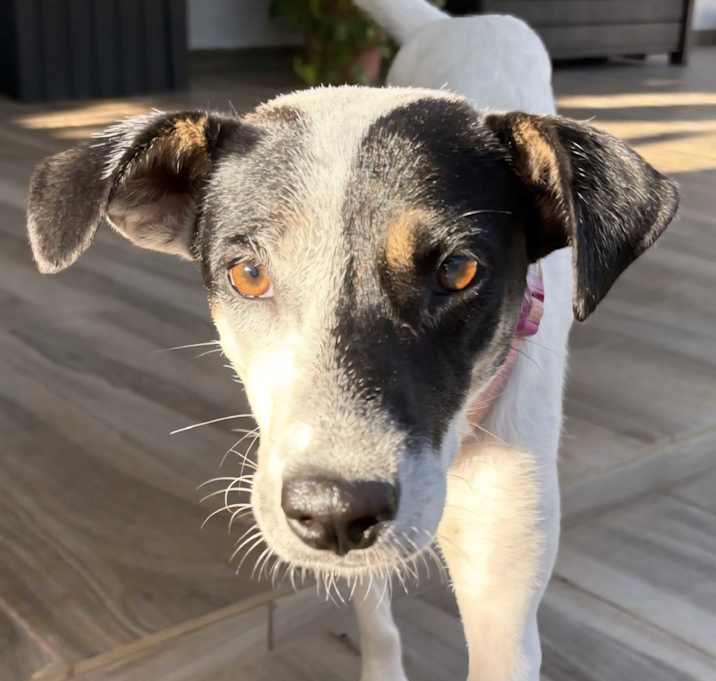 Photo of COOKIE PIE *URGENT HOME NEEDED