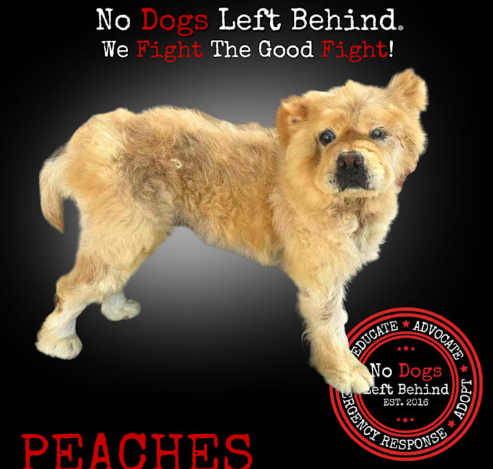 Photo of Peaches 3872