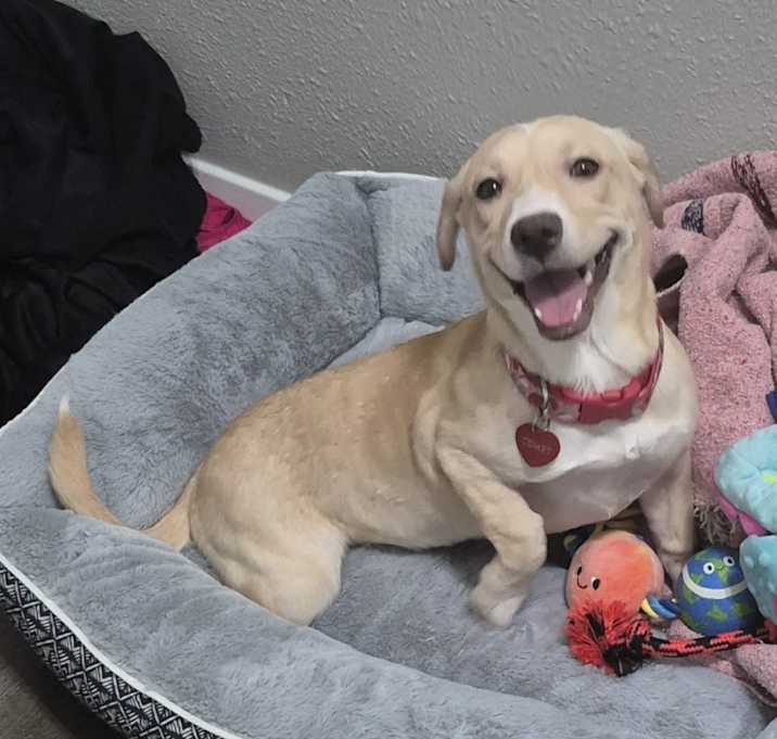 Photo of Comet