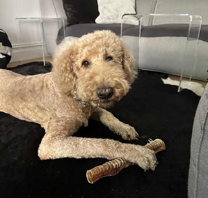 Photo of Gatsby