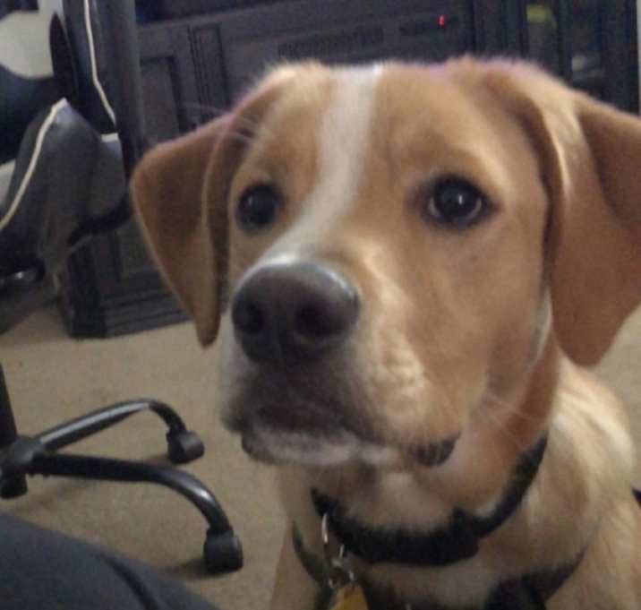 Photo of Ranger